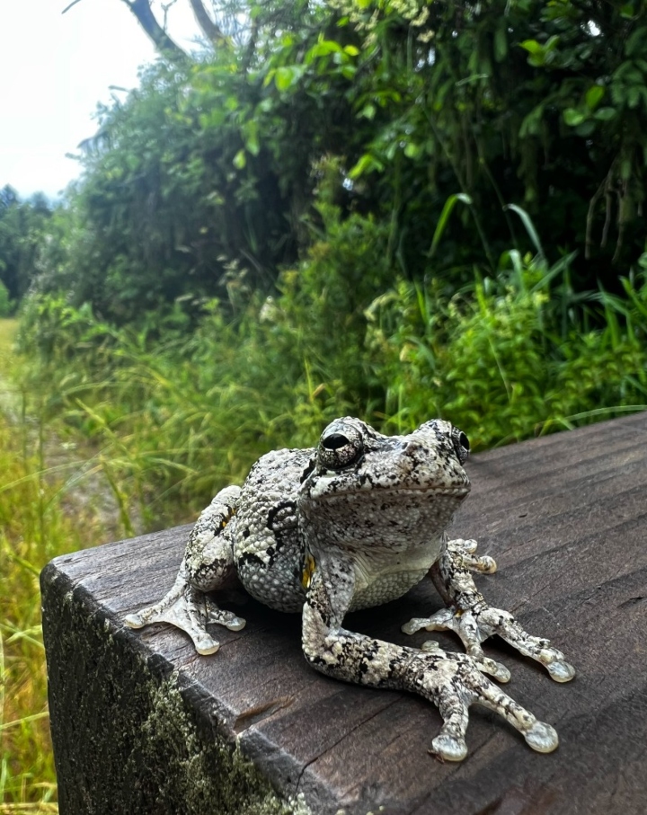 Gray Tree Frog